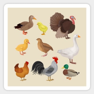 Poultry illustration Magnet